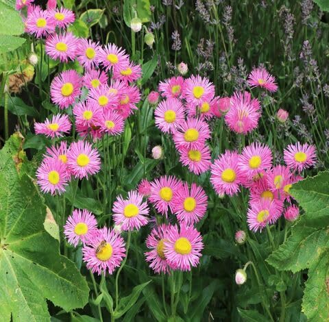 Pink Erigeron Flower - Heirloom, Non - Gmo Seeds