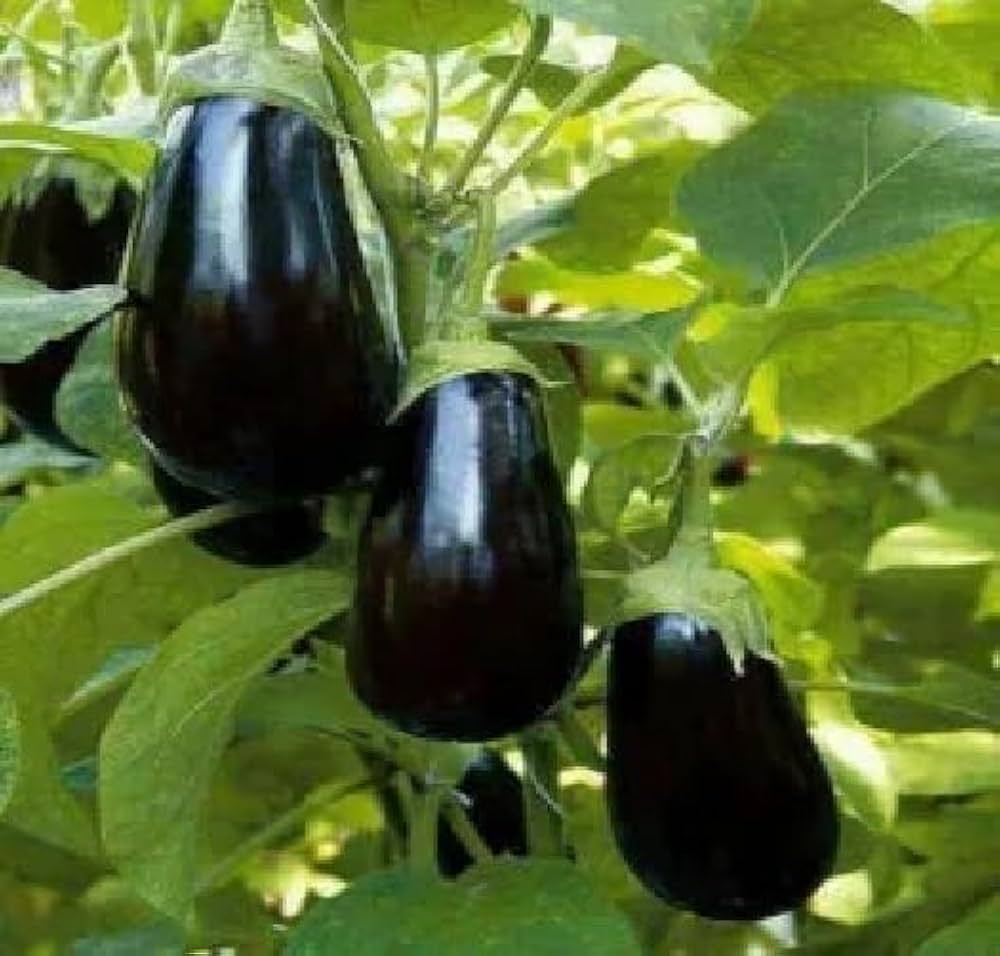 Burbank Organic Seeds, g