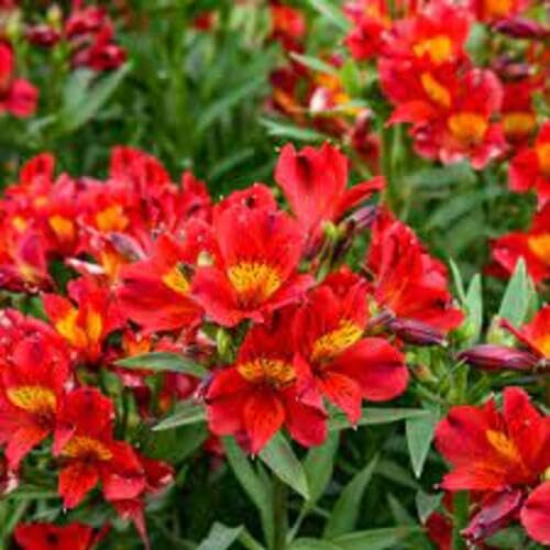 Red Alstroemeria Flower - Heirloom, Non - Gmo Seeds