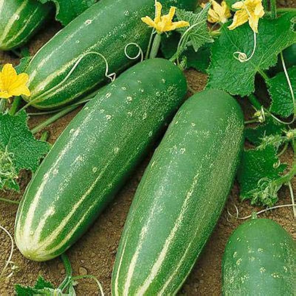 Straight Nine Cucumber Seeds Cucumis sativus for Planting in Vegetable Patch