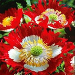 close-up of Danish Flag Poppy petals with white cross pattern

