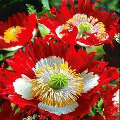 close-up of Danish Flag Poppy petals with white cross pattern

