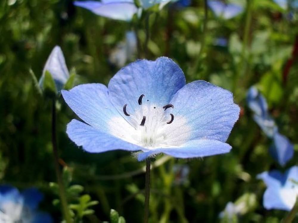 Flower Nemophila Menziesii Baby Blue Eyes Seeds for Planting
