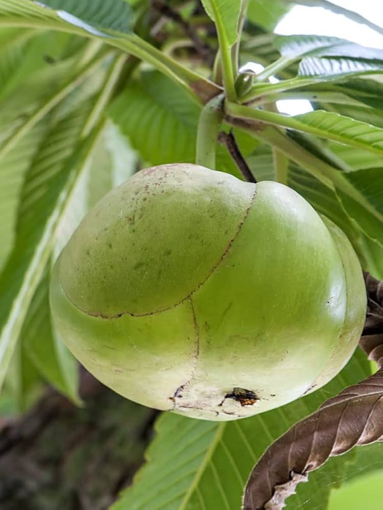 Elephant Apple (Dillenia indica)