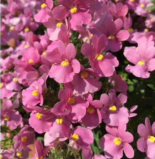 Pink Nemesia Flower - Heirloom, Non - Gmo Seeds