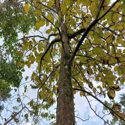 Green Teak Tree - Heirloom, Non - Gmo Seeds