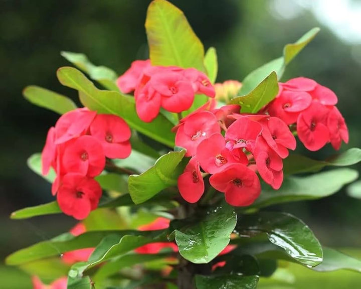 Heirloom Deep Red Euphorbia Milii Flower Seeds for Planting, Non-GMO