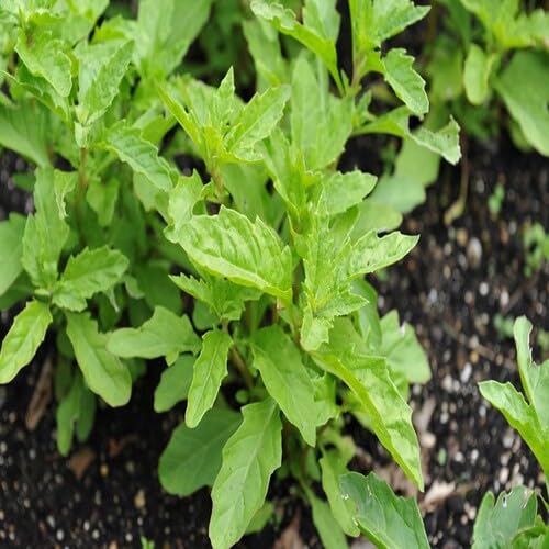 Green Epazote - Heirloom, Non - Gmo Seeds