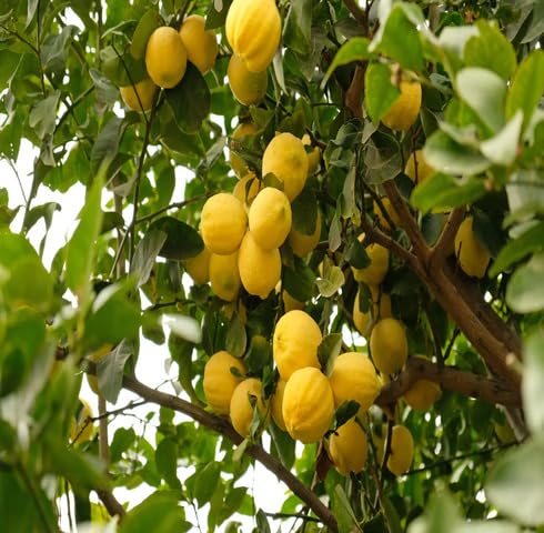 Yellow Lime Fruit - Heirloom, Non - Gmo Seeds