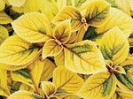 Yellow Coleus Plant Seeds for Planting - Heirloom and Non-GMO Garden Seeds seeds for planting in home garden