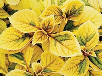 Yellow Coleus Plant Seeds for Planting - Heirloom and Non-GMO Garden Seeds seeds for planting in home garden