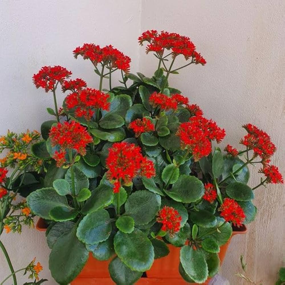 Kalanchoe Kalanchoe Blossfeldiana Flower Seeds for Planting – Great for Indoor Pots and Succulent Gardens