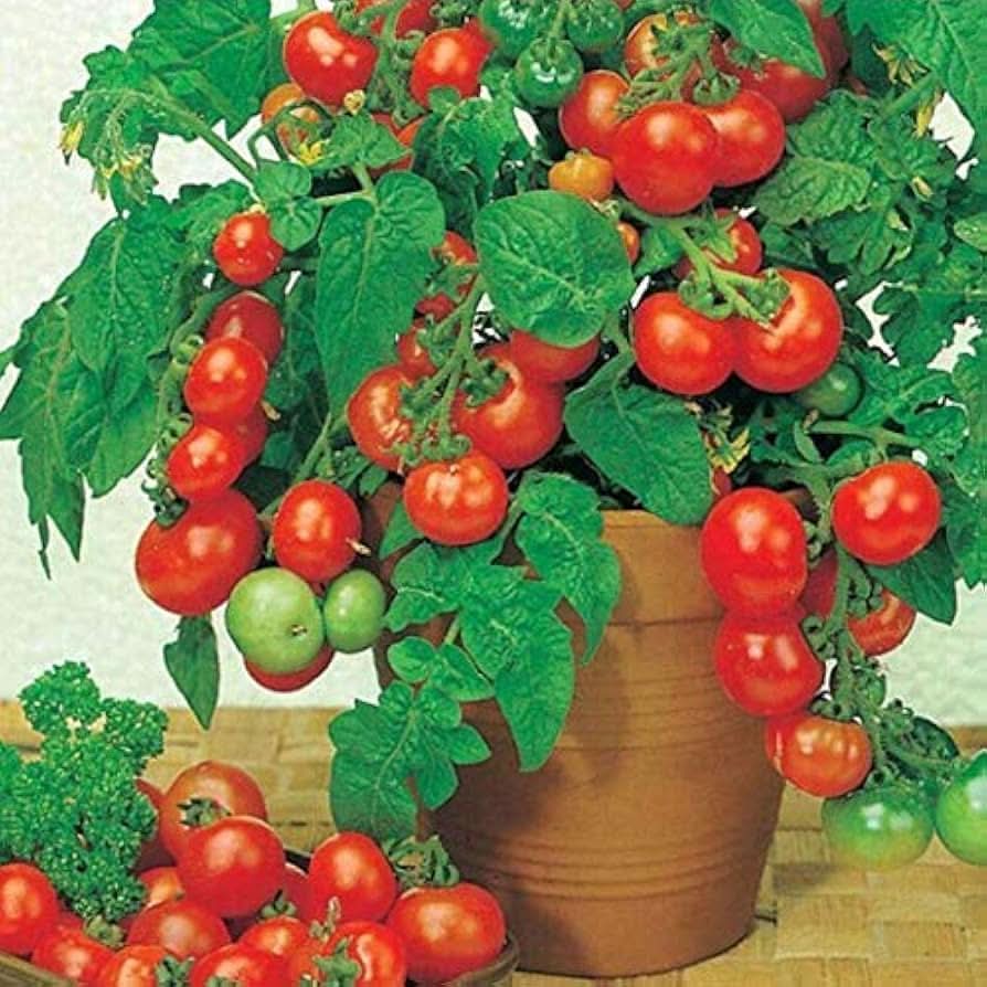 Tree Tomato Climbing Variety Blue Fruit Seeds