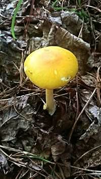 Light yellow mushroom Pleurotus ostreatus spores for indoor growing