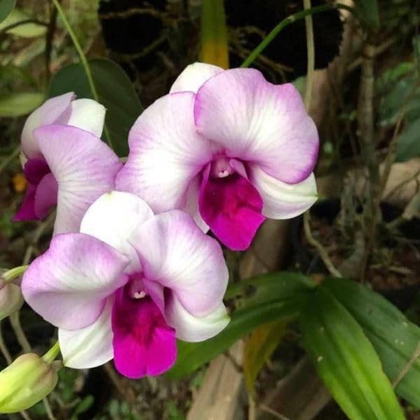 Dendrobium Flower Seeds for Planting for Indoor Garden and Home Bonsai Decoration