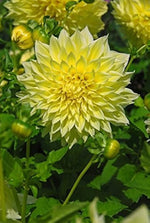 Yellow Dahlia flower seeds (Dahlia pinnata) for planting in home garden