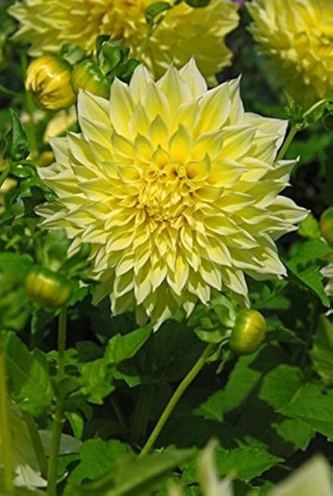 Yellow Dahlia flower seeds (Dahlia pinnata) for planting in home garden