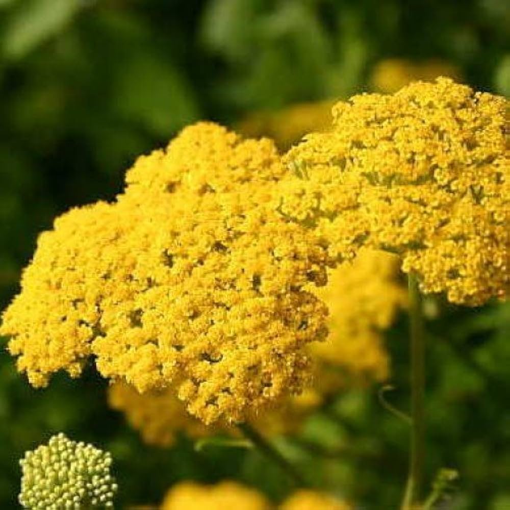 Yellow Yarrow Achillea millefolium for planting in dry garden