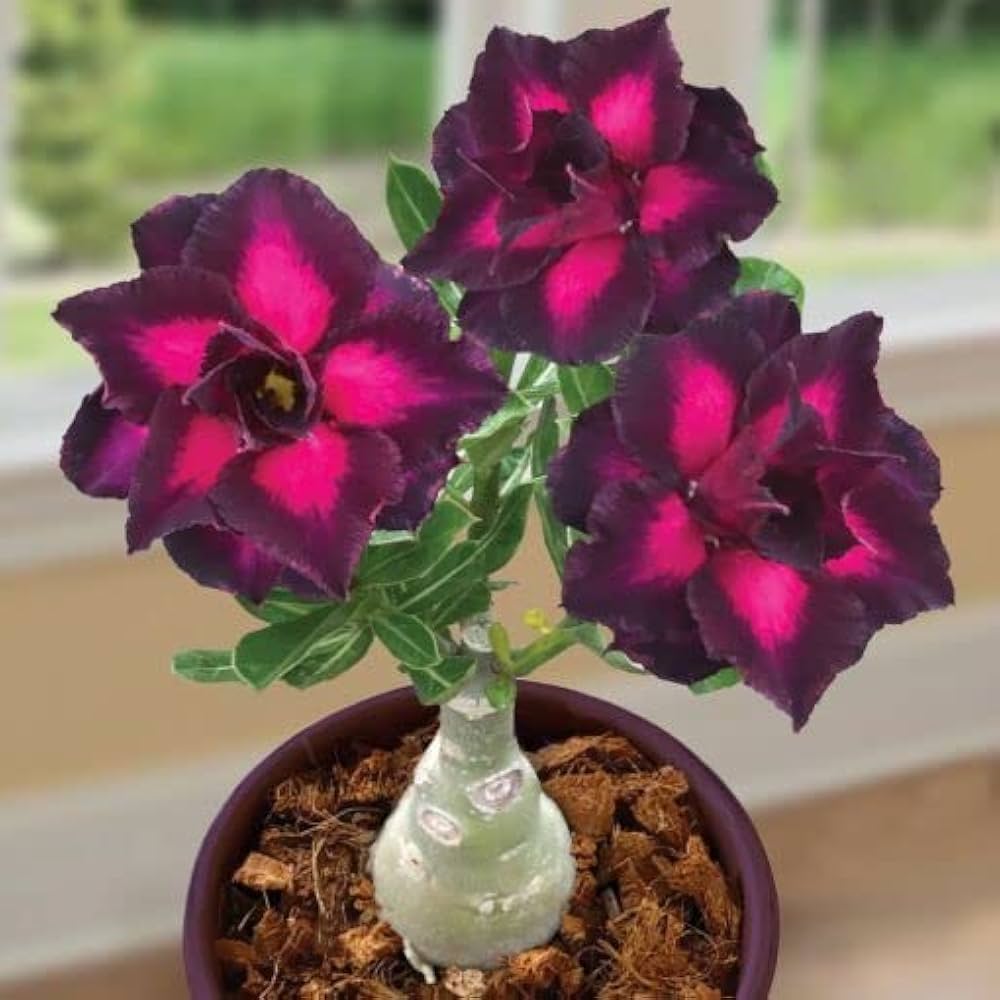 Desert balcony red flower seeds for ornamental pots