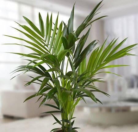 Green Palm Tree - Heirloom, Non - Gmo Seeds
