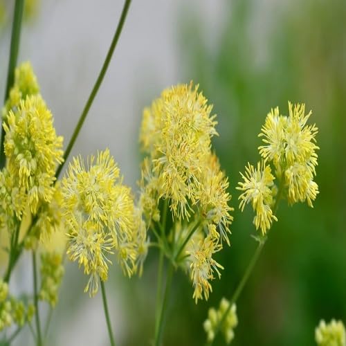 Yellow Thalictrum Flower - Heirloom, Non - Gmo Seeds