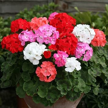 Mixed Geranium Pelargonium Heirloom Non-GMO Seeds for Planting