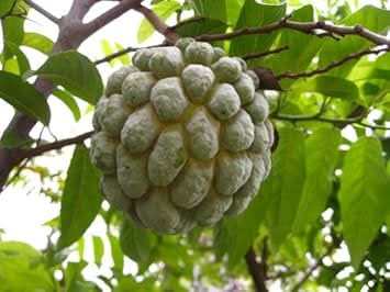 Green Annona Squamosa Fruit Seeds - for Tropical Tree Growth