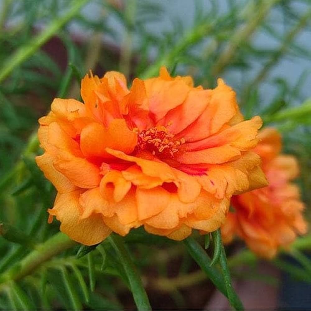 Portulaca Portulaca Grandiflora Orange Moss Rose Flower Seeds for Planting