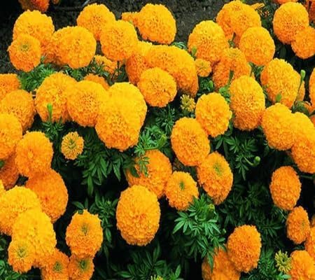 Marigold Flower - Heirloom, Non - Gmo Seeds