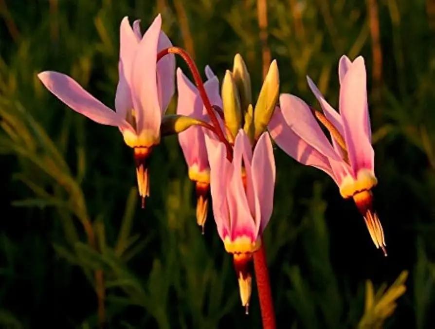 Pink Midland Shooting Flower Seeds for Planting, NON GMO Seeds for planting in home garden