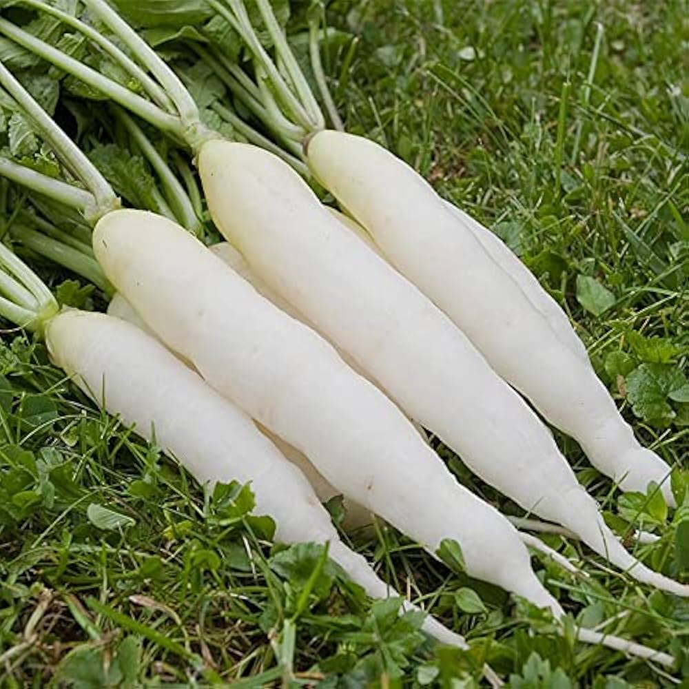 China White Winter Radish Seeds – Seeds
