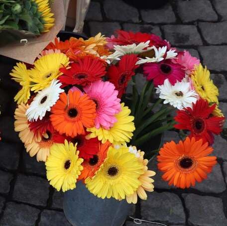 Mixed Gerbera Flower