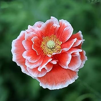 Pale Pink Iceland Flower Seeds for Planting – Fresh, Organic, Heirloom, Non-GMO Poppy Seeds