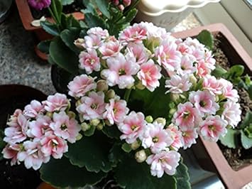 Pink Gloxinia Flower - Heirloom, Non - Gmo Seeds