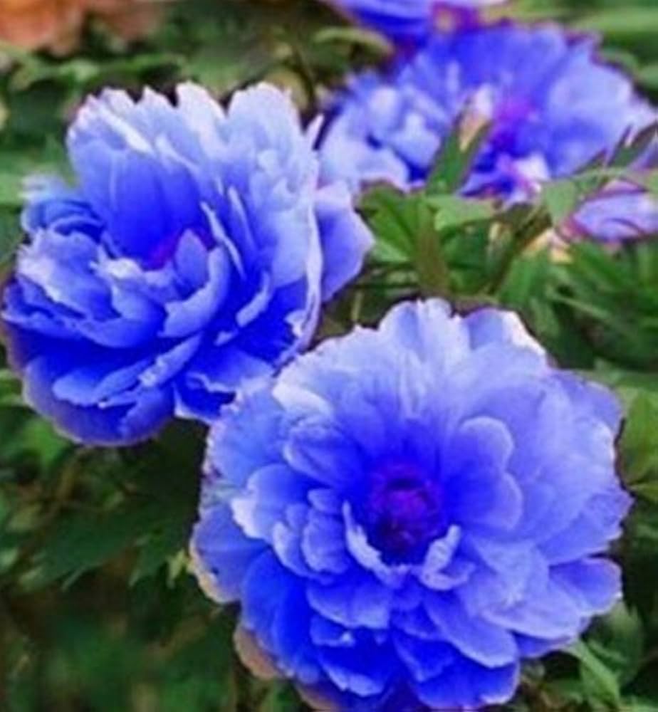 Chinese Blue Peony seeds for planting in ornamental garden