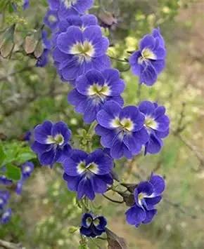 blue-nasturtium-heirloom-non-gmo-seeds

