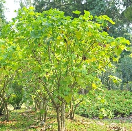 Green Jatropha Curcas Tree - Heirloom, Non - Gmo Seeds
