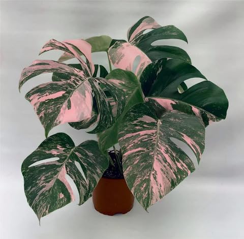 Mixed Monstera - Heirloom, Non - Gmo Seeds