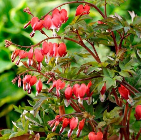 Red Lamprocapnos Flower - Heirloom, Non - Gmo Seeds