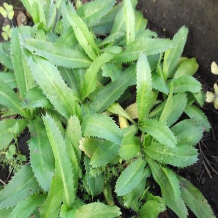 Culantro Green - Heirloom, Non - Gmo Seeds