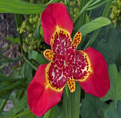 Red Tigridia Flower