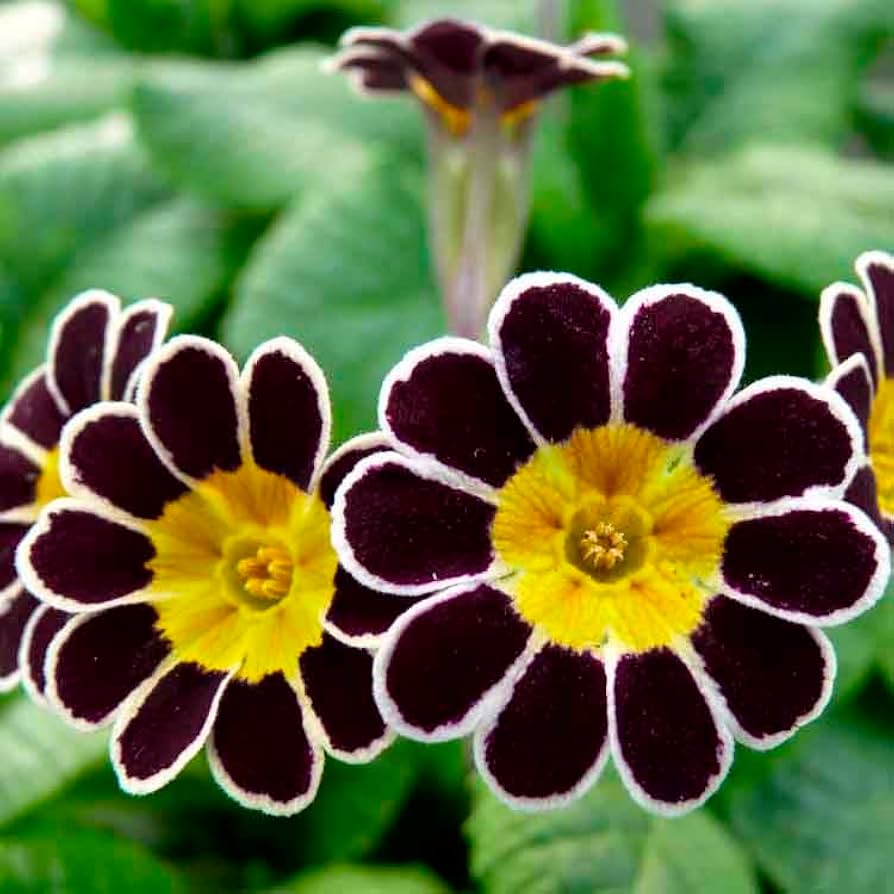Begonia Flower Seeds Begonia tuberhybrida for Planting in Flower Bed & Urban Garden