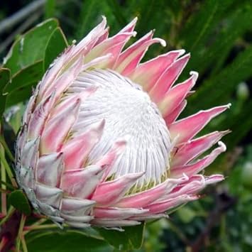 Organic Protea Flower Seeds for Planting – Heirloom, Non-GMO