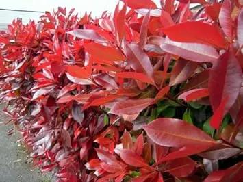 Red Photinia Planting Seeds for Garden NON GMO Seeds Dhara Seeds