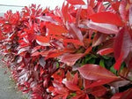 Red Photinia Planting Seeds for Garden NON GMO Seeds Dhara Seeds