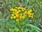 Flower (Flower scientific name) for planting in garden