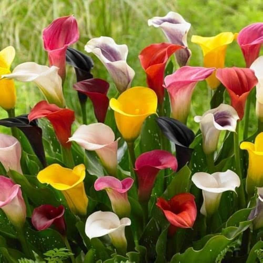 Calla Lily Zantedeschia aethiopica Flower Seeds for vertical garden and home containers