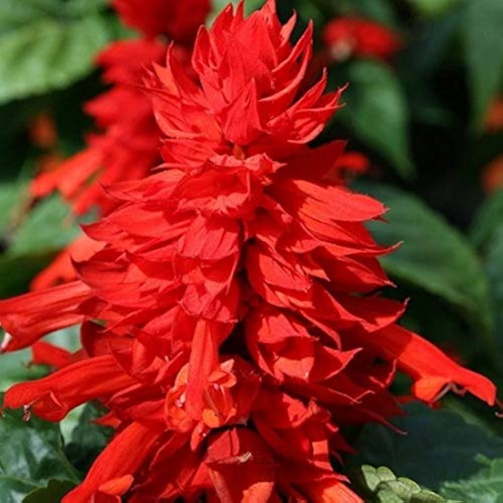Red Salvia Seeds Salvia coccinea Seeds – Heirloom, Non-GMO, High Germination Organic Garden Seeds