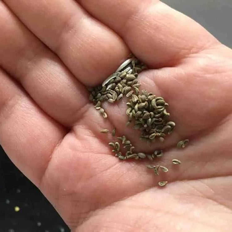 Green Petroselinum Crispum Vegetable Seeds for Planting heirloom & Non-GMO Seeds