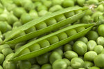 Pea Plant Pisum sativum for planting in vegetable patch